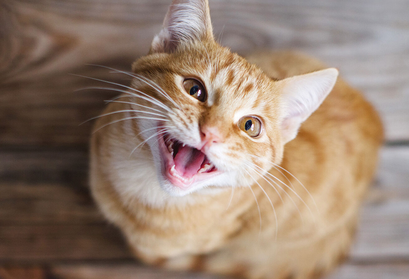 cat showing off its teeth